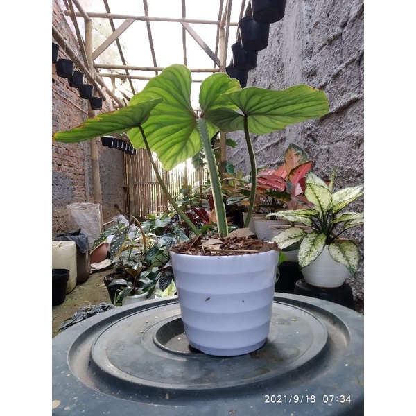 Philo plowmanii