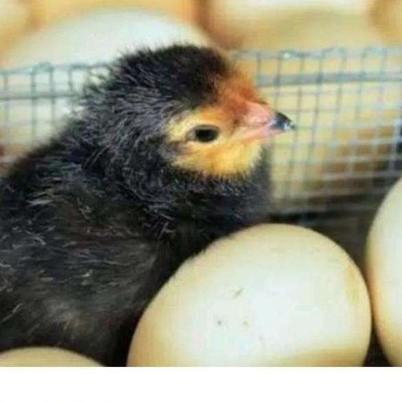 

➯6j Produk✮ telur ayam bangkok fertil asli petarung per 1 butir 72