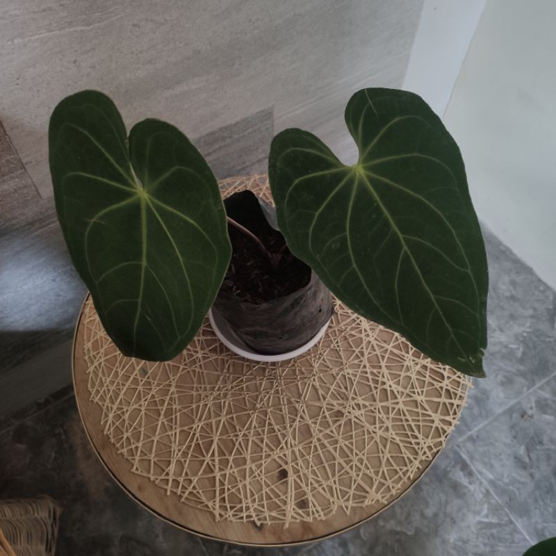 ANTHURIUM REGALE PERU CUTTING BONGGOL