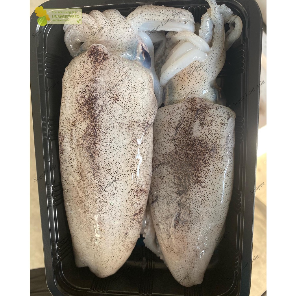 

Cumi Segar Cumi Semampar Ikan Laut Segar 1Kg