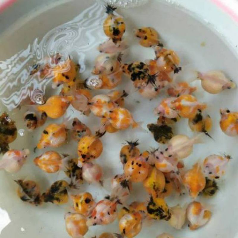 Ikan mas Koki Mutiara /koki mutiara tikus