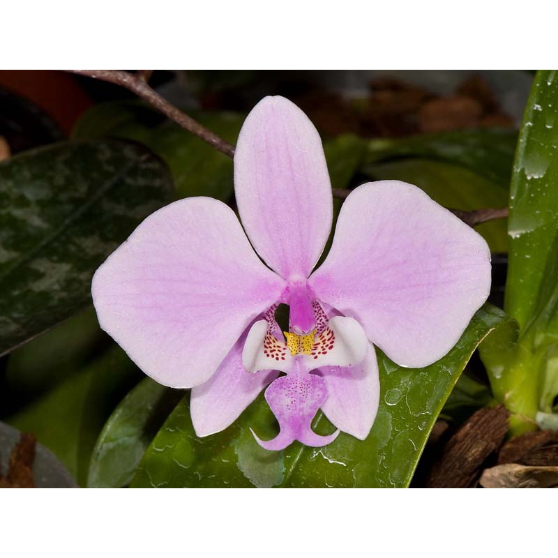 Anggrek Phalaenopsis Schilleriana