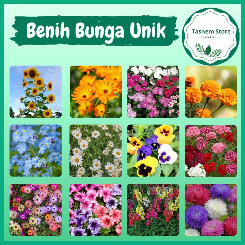 Benih Tanaman Hias Bibit Bunga Matahari Vinca Petunia Marigold Aster Krisan Calendula Chamomile