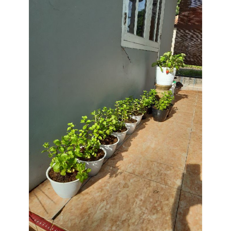 

Pohon mint