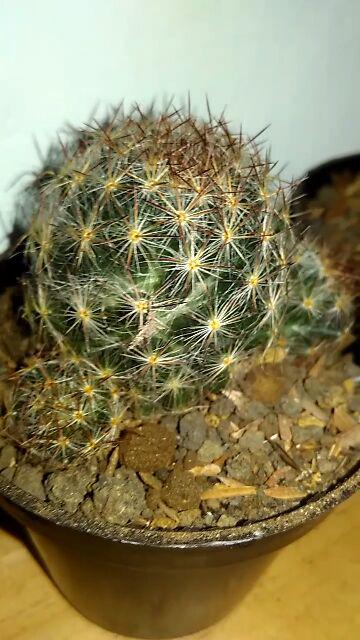 Kaktus Dan Sekulen ( Minimal 30 Packs )