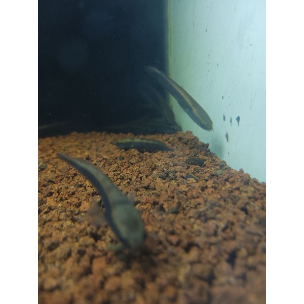 hiasan aquarium chana red barito 5-6cm