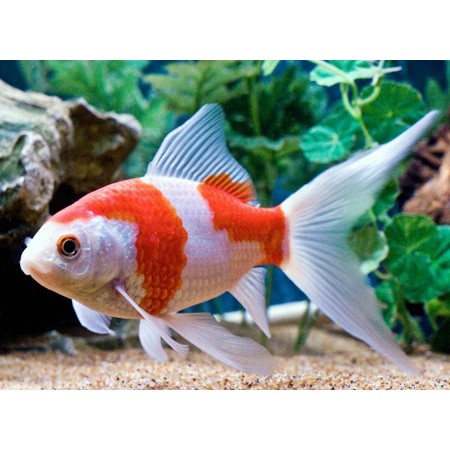 

Ikan Komet