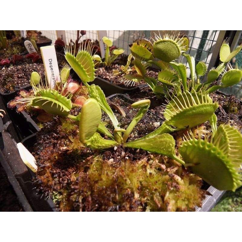 Tanaman karnivora venus flytrap Reptille