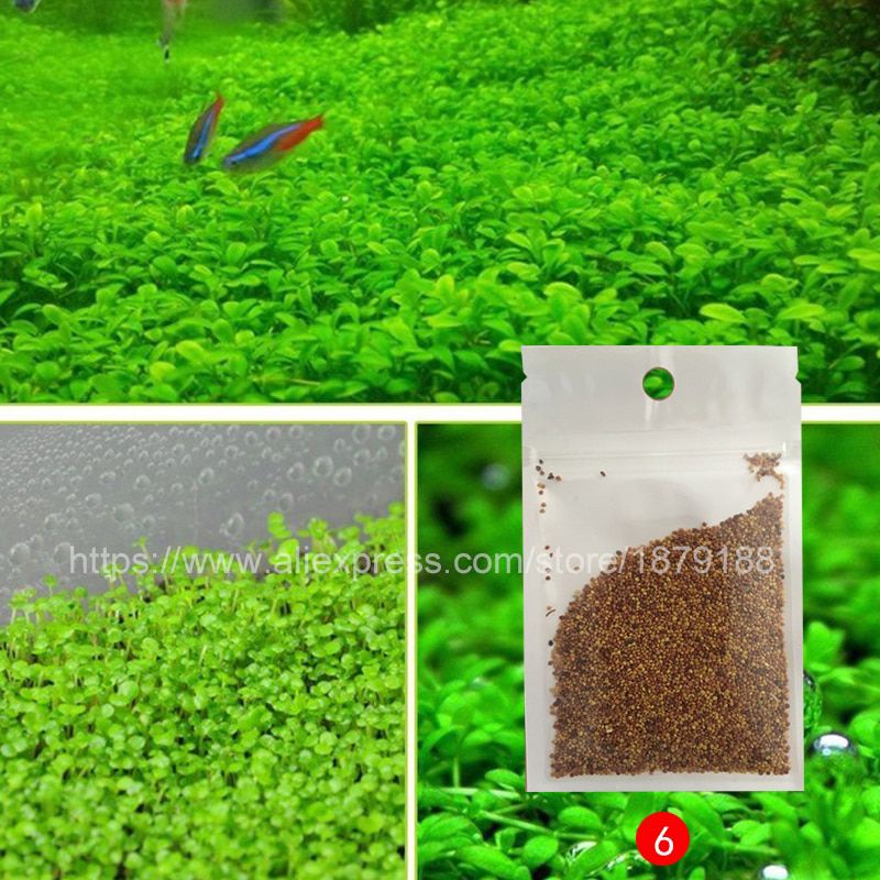 Bibit Rumput Air Dekorasi Aquarium Akuarium Landscape Ornament Big Fescue - H0027