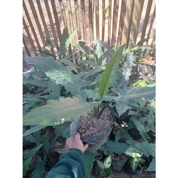 Tanaman Alokasia Keris Papua
