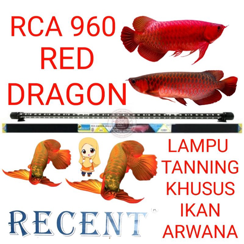 LAMPU TANNING AQUARIUM RCA 960 RED DRAGON