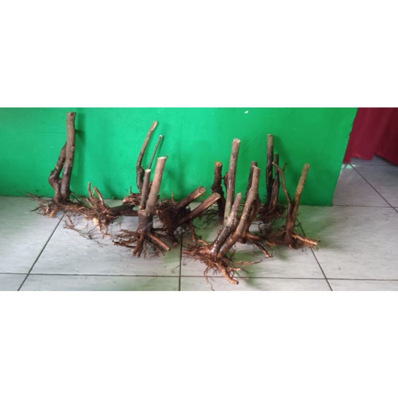 dongkelan jeruk kingkit bogel ukuran garan cangkul