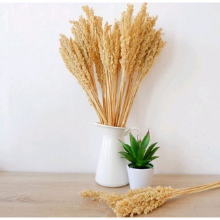Bunga Cantel Kering Bunga Sorgum Kering Dried Flower Bunga Kering Bunga