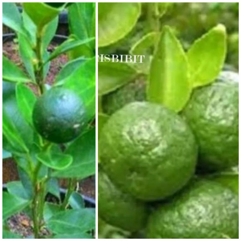 paket ekonomis dapat 2 bibit jeruk limau /sambal dan jeruk kunci kondisi berbunga atau berbuah muda