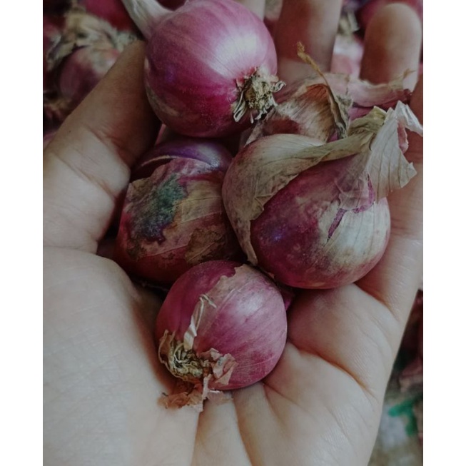 

Bawang merah