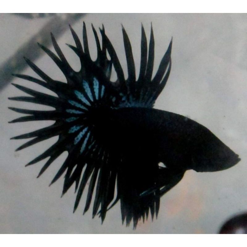 ikan cupang black orchid ,serit orchid