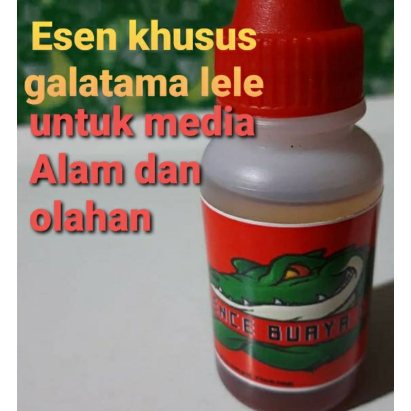 umpan essen galatama lele buaya darat