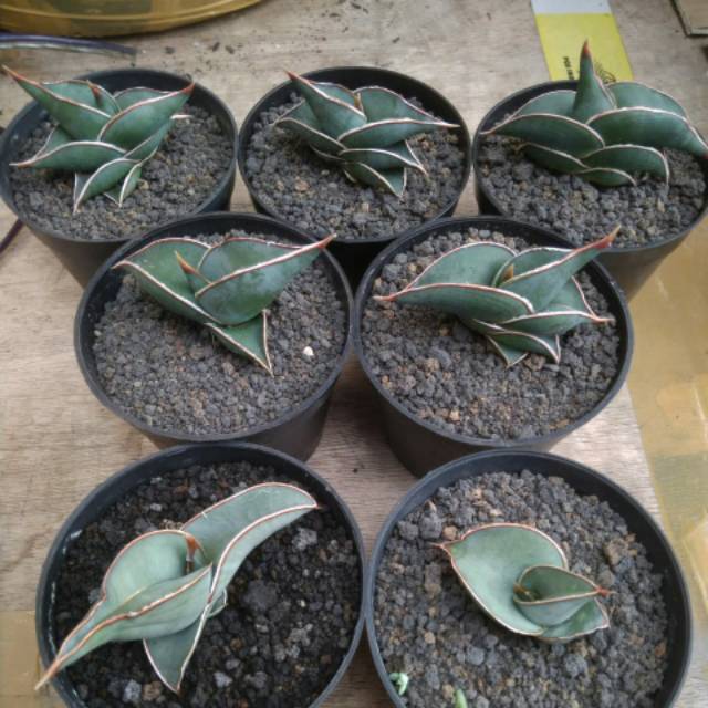 Sanseviera rorida ijoan