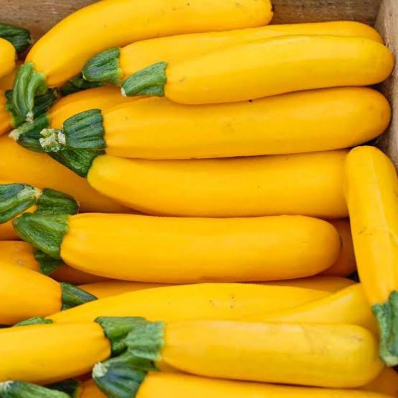 Benih Bibit Zucchini kuning Glowing F1 Benih Labu Zuchini Kuning