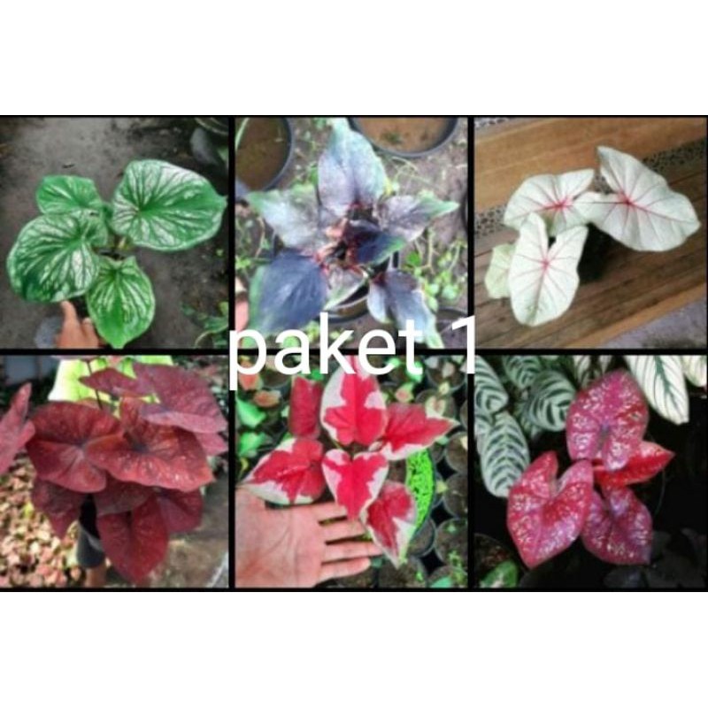 Bibit bonggol tanaman hias keladi Thailand 1 paket