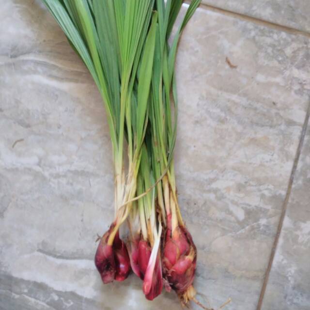 

Bawang dayak asli ciamis