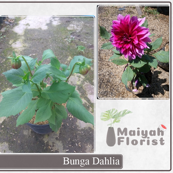 Bunga Dahlia - Sudah Berbunga - Tanaman Hias