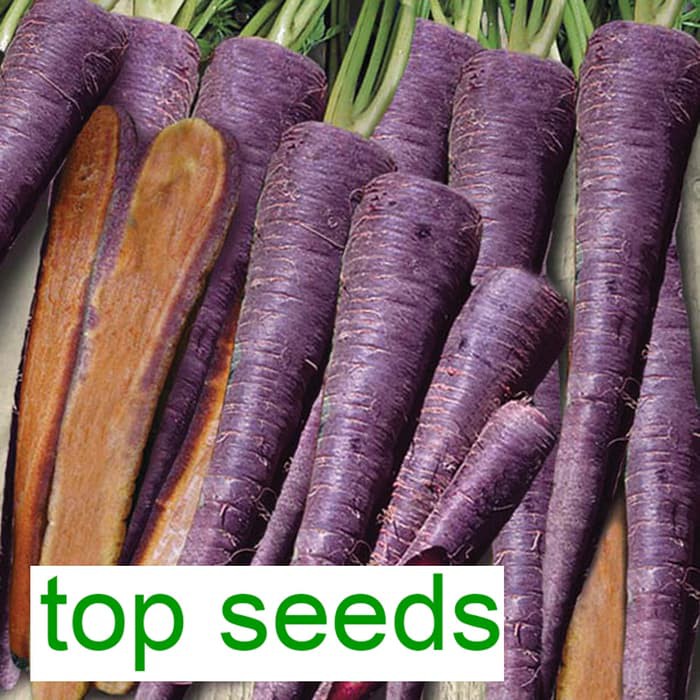 Benih Sayuran Wortel Carrot Purple Haze F1 Fothergills Tpsdd3 Juara
