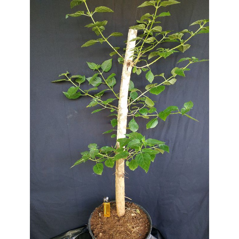 BONSAI LANTANA / BAHAN BONSAI LANTANA  C7