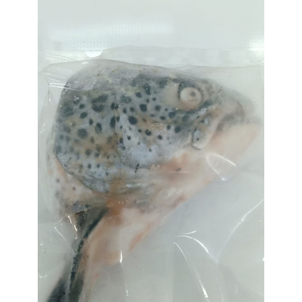 

KEPALA SALMON