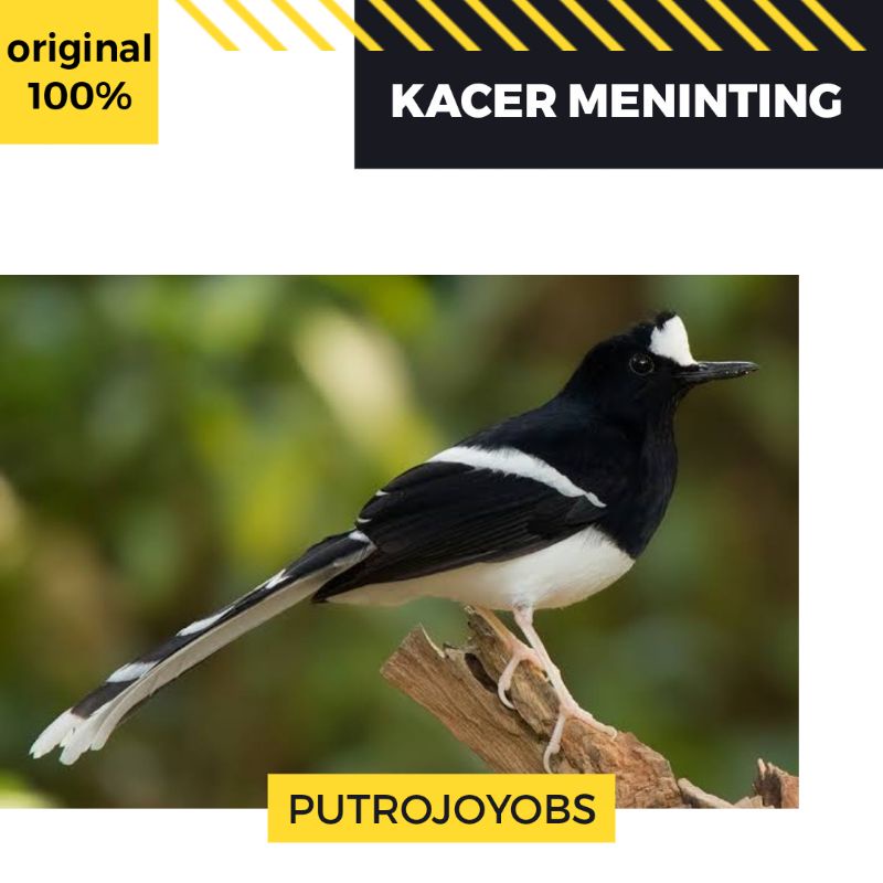 BURUNG KACER MENINTING BESAR BAHAN JANTAN PILIHAN