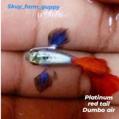 ikan hias Guppy Platinum red tail guppy FRTADE hiasan aquarium