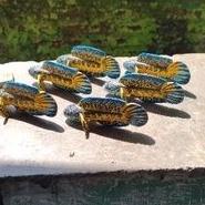 Oke Price.. Patung Chana Auranti 12cm