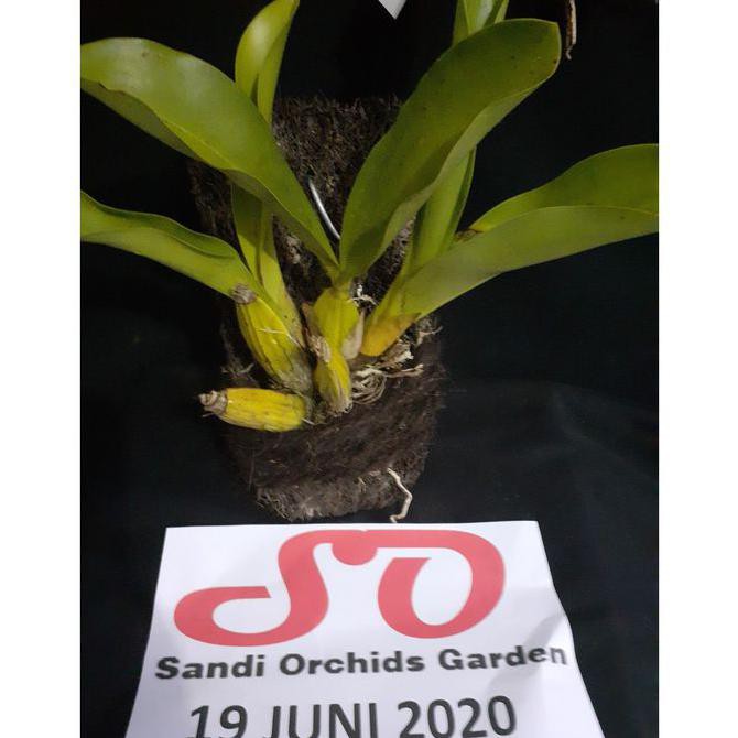 Grammatophyllum Stapeliiflorum