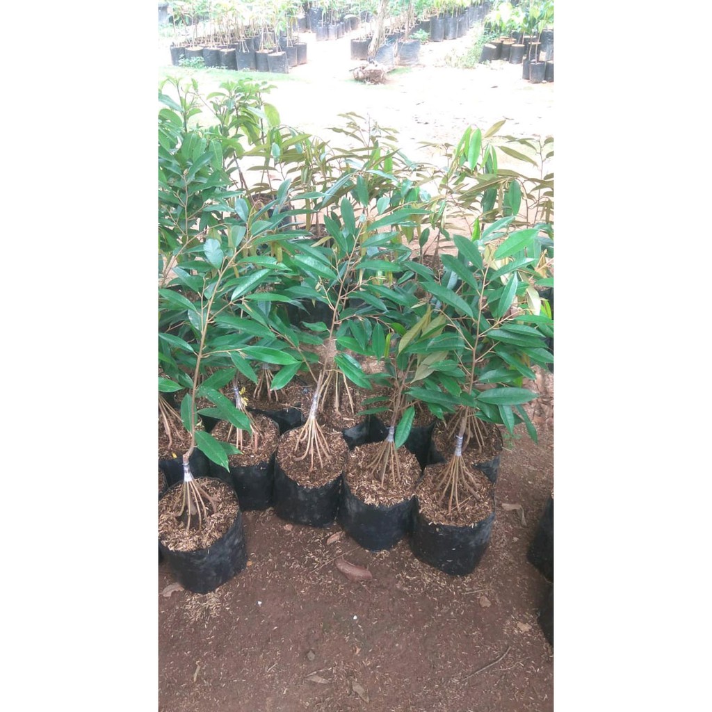 Bibit Buah! Bibit Buah Durian Musang King Kaki 10 Siap Tanam *_@