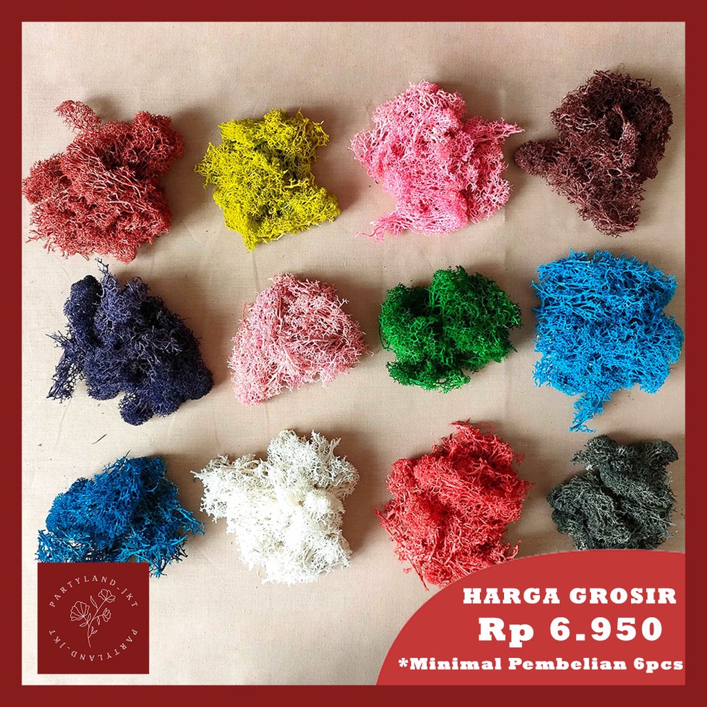 Preserved Moss Bunga Kering Import Asli Dekorasi Hias Buket