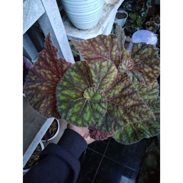 Begonia keong madu