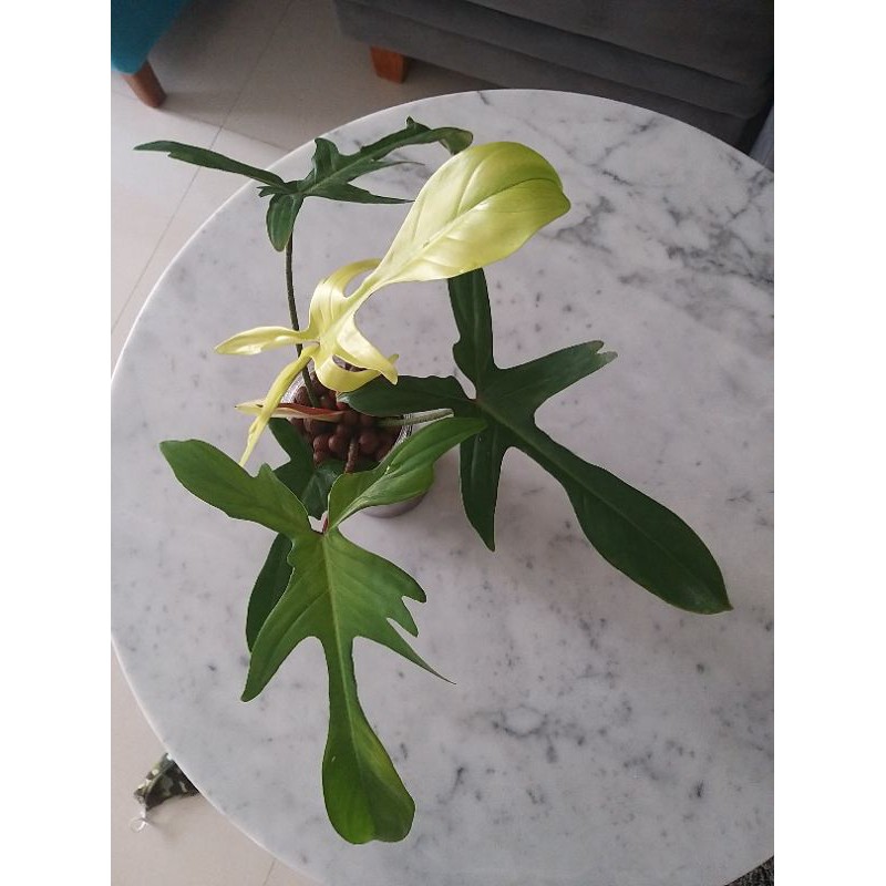 philodendron florida corak varigata