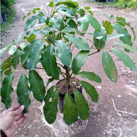 Jual Tanaman Walisongo Hijau Walisongo Hijau Schefflera Heptaphylla Shopee Indonesia