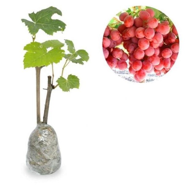 Bibit Tanaman Buah Bibit Anggur Merah J3Z