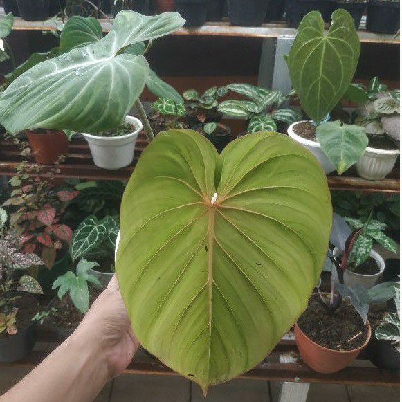 Tanaman hias hidup Phylodendron Gloriosum tanaman penghias ruangan rumah