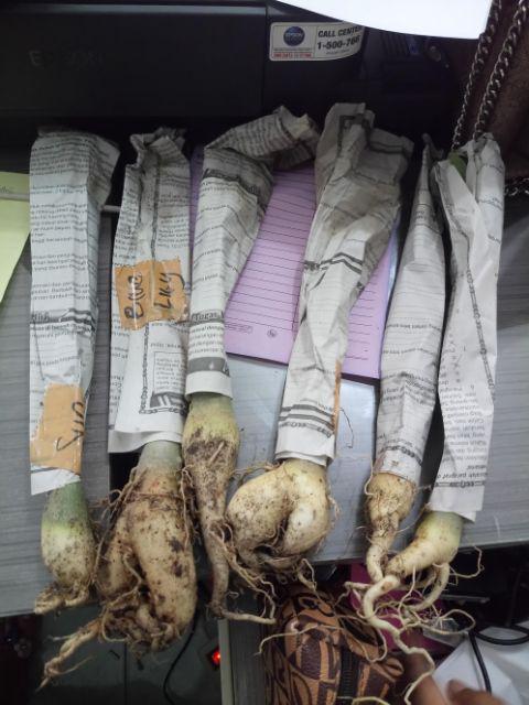 Bibit Bunga Kamboja Adenium Rachan Purple - Rachan Purple