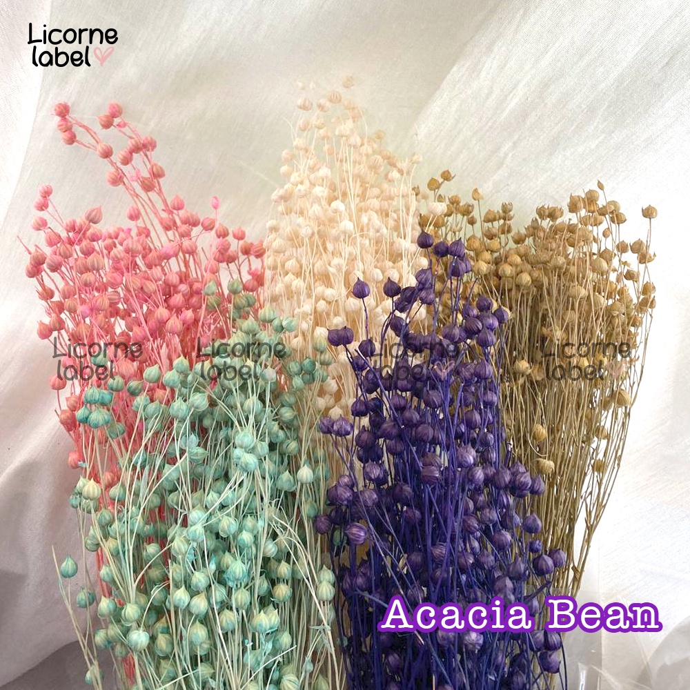 [ecer] acacia bean dried / preserved flower - bunga kering hias rustic - tanaman asli