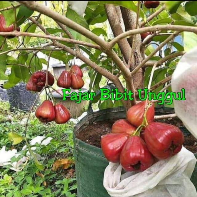 Bibit jambu air black diamond tabulampot