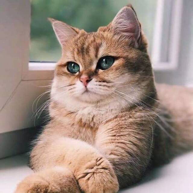 lanimaeluphmakimousecellallu