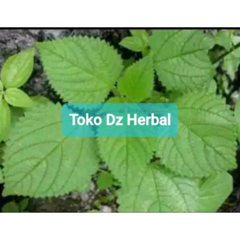 

Daun jelatang daun pulus daun gatal segar 400 gram-az