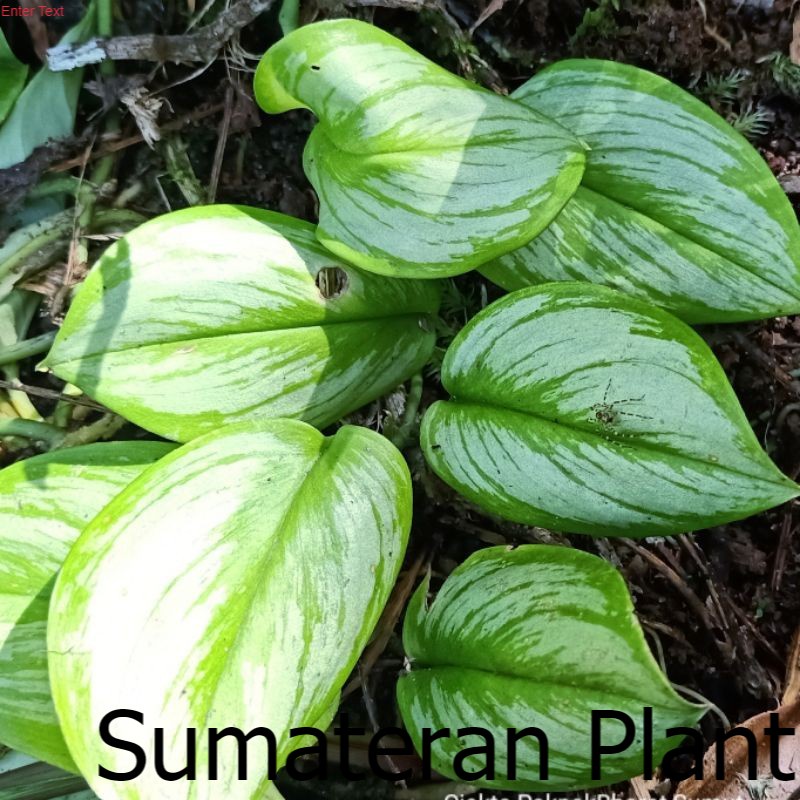 Hosta Irena Lagan Forest Philo Silver Scindapsus Moonlight Varigata ; Jual Beli Tanaman Sumatera