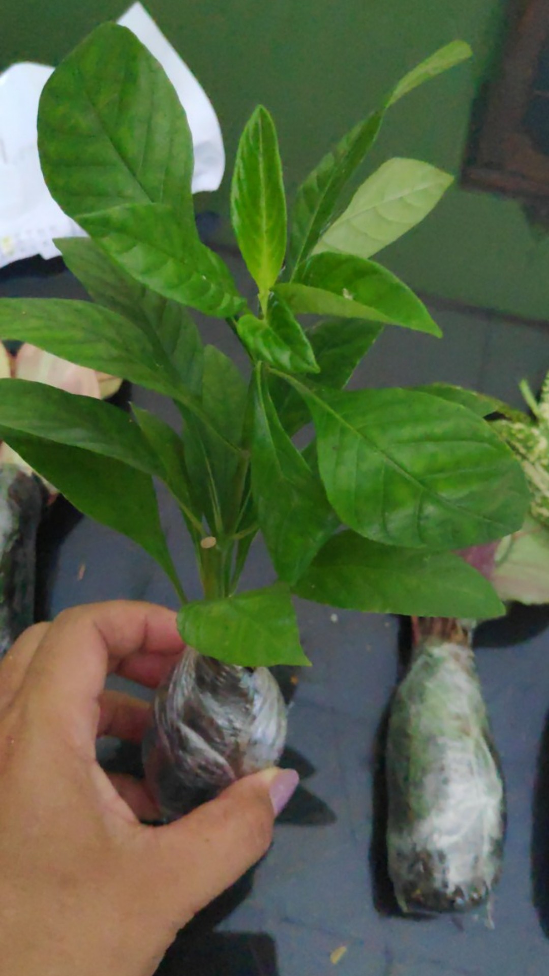 Tanaman Hias Crossandra