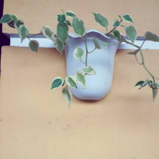 Pot dinding Pot tempel pot dinding tanpa lubang pot Pot dinding Pot tempel pot dinding tanpa lubang pot