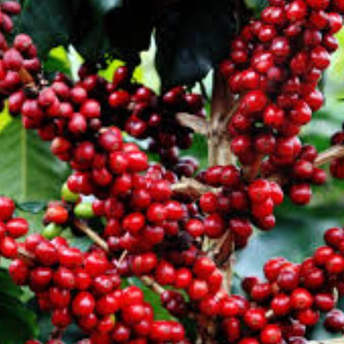 Jual 1 Kg Benih Biji Kopi Arabika Ateng Super