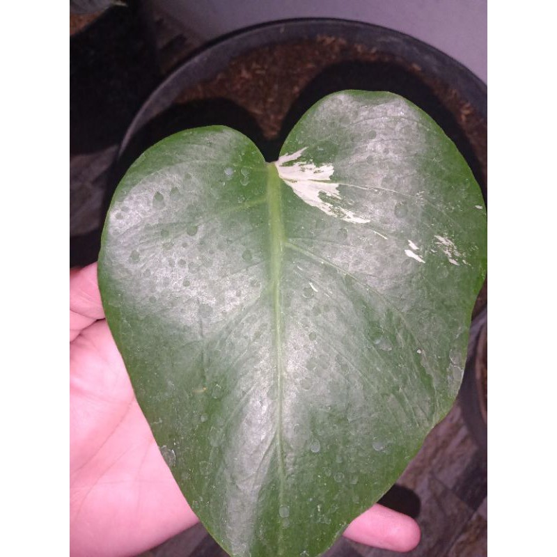 Monstera Borsigiana Variegata